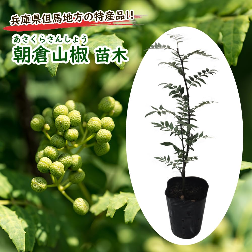 Amazon.co.jp: サンショウ 『 朝倉山椒 (アサクラサンショウ